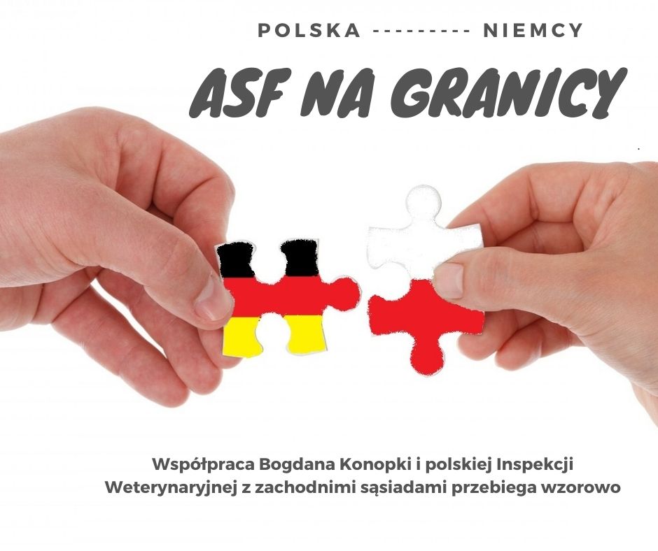 Wspólny problem Polski i Niemiec - ASF na granicy